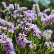 Blumen für die Ewigkeit Blumen für die Ewigkeit